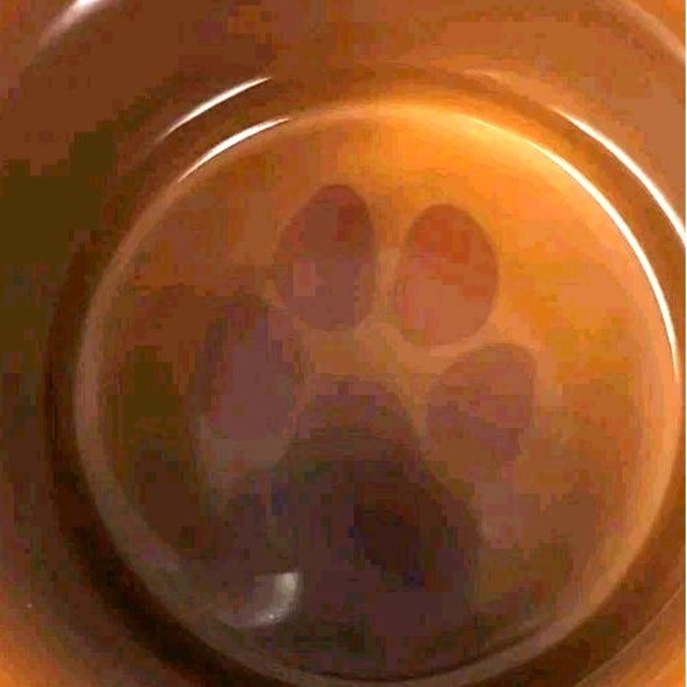 Unemployed Philosophers Guild Literary Dog Mug - Picture 6 of 10